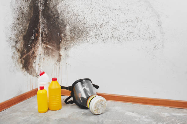 Best Professional Mold Removal  in Passaic, NJ