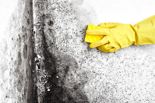 Best Local Mold Removal Service  in Passaic, NJ