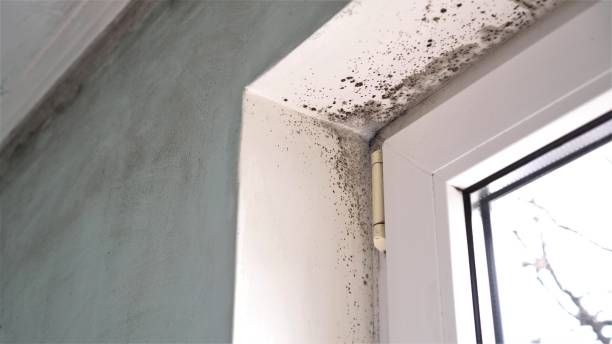 Best Affordable Mold Removal  in Passaic, NJ