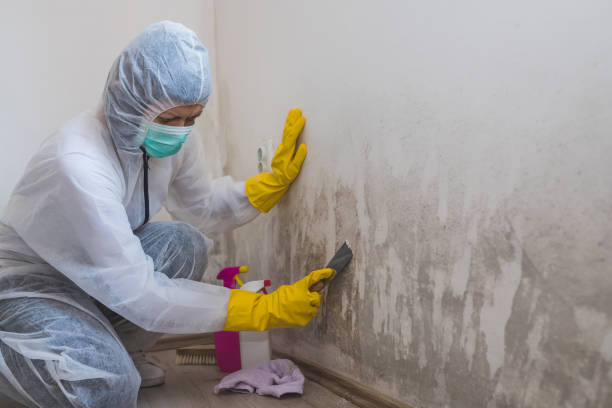 Best Mold Inspection  in Passaic, NJ