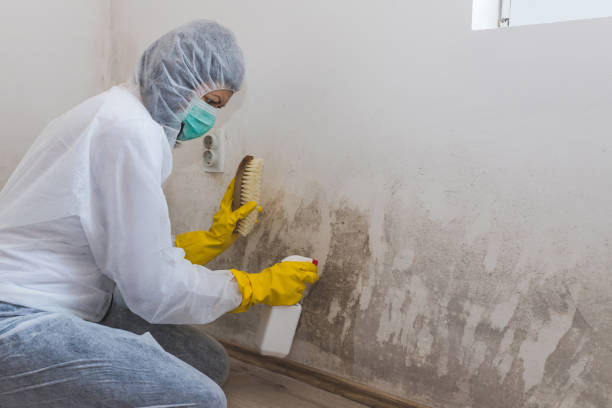 Best Toxic Mold Removal  in Passaic, NJ