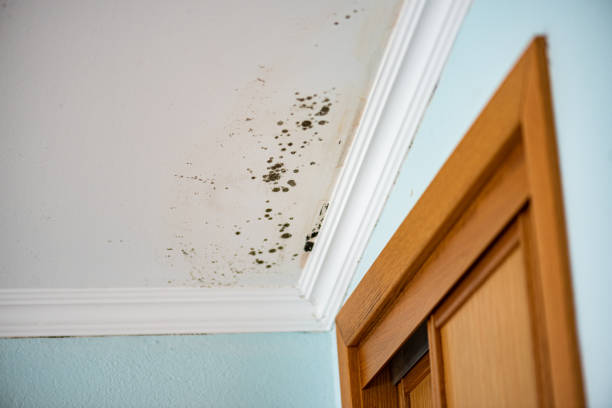 Best Mold Removal Specialists  in Passaic, NJ