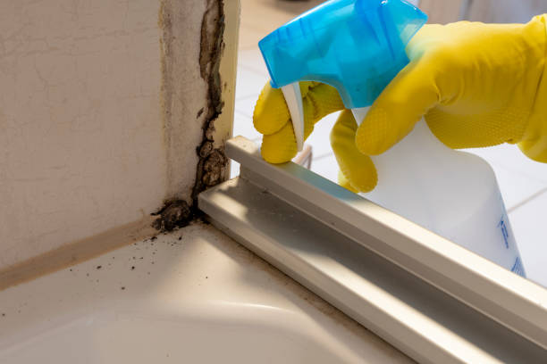 Mold Testing and Removal in Passaic, NJ