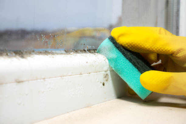 Best Mold Removal Company Near Me  in Passaic, NJ