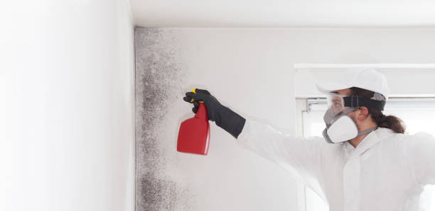 Best Home Mold Removal  in Passaic, NJ