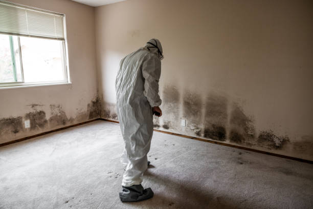 Best Mold Removal Near Me  in Passaic, NJ