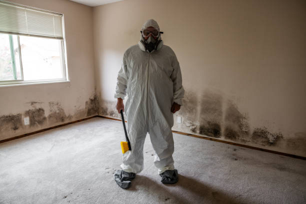 Best Affordable Mold Removal  in Passaic, NJ