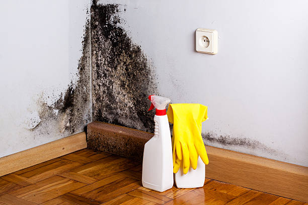 Best Fast Mold Removal  in Passaic, NJ