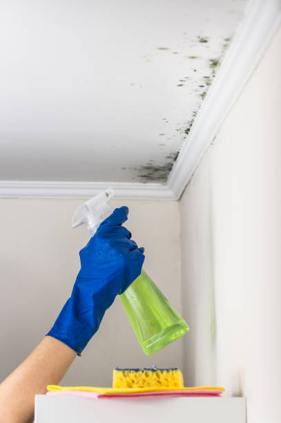 Best Mold Damage Repair  in Passaic, NJ