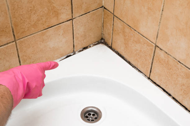 Best Toxic Mold Removal  in Passaic, NJ